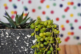 Pop x2 (Oval Planter + Saucer)